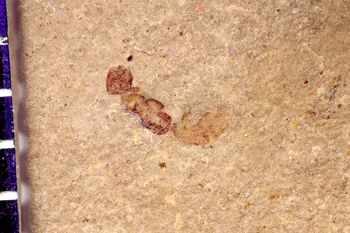 Media type: image;   Entomology PALE-13903